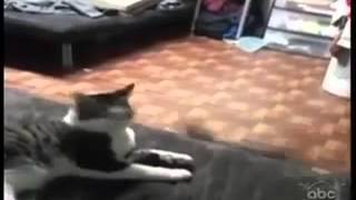 кошка мышка попугай - драки