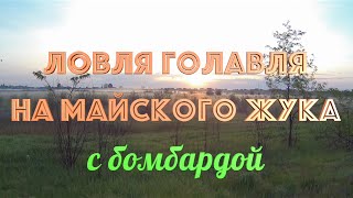 Ловля голавля на майского жука с бомбардой
