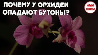 Почему у орхидеи опадают бутоны?