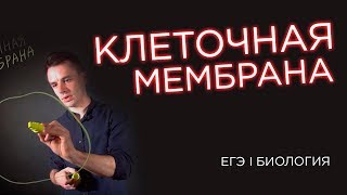 Клеточная мембрана, стенка и пелликула | ЕГЭ биология