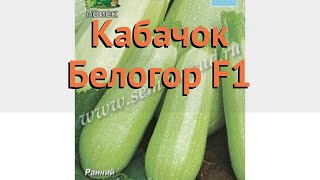 Кабачок обыкновенный Белогор F1 (belogor f1) ? обзор: как сажать, семена кабачка Белогор F1