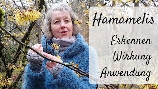 ? Hamamelis / Zaubernuß ein "Zauberbaum" - Wildkräuter erkennen, sammeln / Wirkung & Anwendung