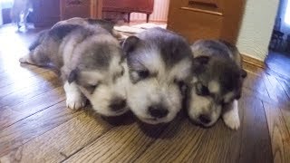 Самые милые и смешные щенки в мире !