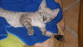 Triana Mi Gatita "La Barrosa" Cadiz España