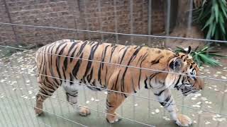 This is the Tiger video to watch !