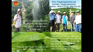 Thảo mộc đa năng V-VFARM diệt sạch nhện, sâu, rày, rệp sau một ngày tại nhà anh Lưu, Lục Ngạn, BG.