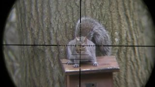 Pest Control with Air Rifles - Squirrel Shooting - Scope Cam Day Out