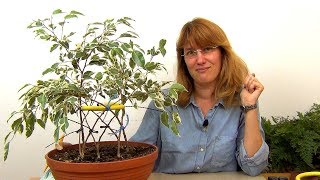 Круговое плетение фикуса Бенджамина (ч.2).