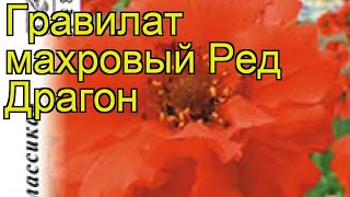 Гравилат махровый Ред Драгон. Краткий обзор, описание характеристик geum Red Dragon