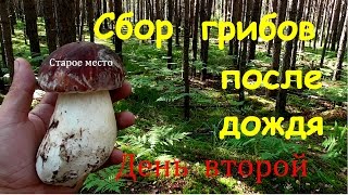 Сбор грибов после дождя.День второй/Mushroom picking