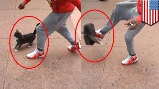 Man kicks cat video: Jerk who punts cute kitty in Brooklyn arrested after video goes viral