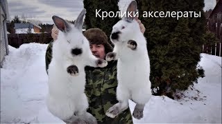 Отсадка КРОЛЬЧАТ % КРОЛИКИ АКСЕЛЕРАТЫ по системе моего учителя профессора И Н Михайлова.
