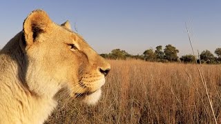 Meg & Amy's Beauty Secrets! #AskMeg | The Lion Whisperer