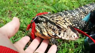 Guia de cuidados basicos del Tegu Argentino!! - Cuidados del Tupinambis merianae
