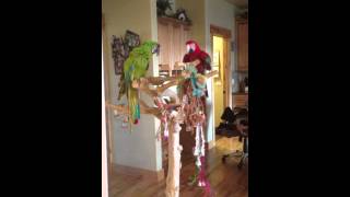Buffon Macaw & Greenwing Macaw Playing