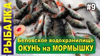 Ловля окуня зимой на мормышку. Зимняя рыбалка в Сибири. Беловское водохранилище, Поморцево.