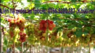Đặc sản Rượu Nho Phan Rang Ninh Thuận Việt Nam