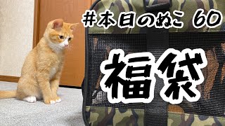 本日のぬこ 60 【福袋】