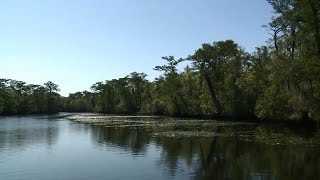 Waccamaw River Tours - Did You Know?