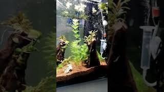 Anidride Carbonica in Acquario fai da te!