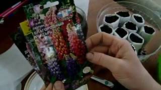 Сеем дельфиниум на стратификацию. Уррааа!!Посевная началась. спеши весна,очень ждём)))
