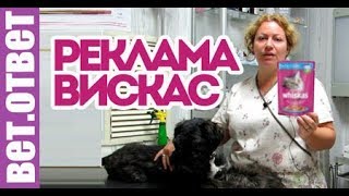 Почему я рекламирую ВИСКАС?! Кастрация без наркоза. ВетОтвет.