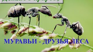 Интересное о насекомых ❦ Чем полезны муравьи для леса?