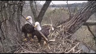 Decorah Eagles - Mom And UME-2 - Nesting Stick Struggles