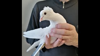 Ленинаканские голуби из питомника Сергея ! Пополнение в моей голубятне!  Голуби Армении. #pigeon#