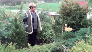 Древовидный Пион. Как Правильно Ухаживать За Древовидным Пионом