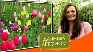 Тюльпаны: КАК ПОСАДИТЬ. Топ-5 советов от Дачного Агронома