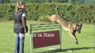 la coupe des dames, concours de Ring juin 2012
