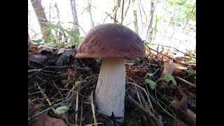 Поход за Белыми грибами. Тихая охота 2018 продолжается!