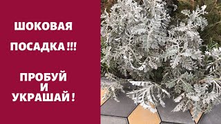 Шоковый посев Цинерария!