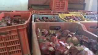La Lavorazione di "Cipolla Rossa di Tropea Calabria I G P"