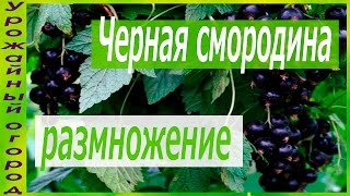 ЛЕГКИЙ СПОСОБ РАЗМНОЖЕНИЯ ЧЕРНОЙ СМОРОДИНЫ И ДРУГИХ КУСТАРНИКОВ!