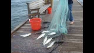 ACTION-PACKED CASTNETTING mullet cast net fishing atarraya pesca