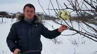 Обрезка плодовых деревьев . Слива сорт "Президент"