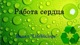 Работа сердца
