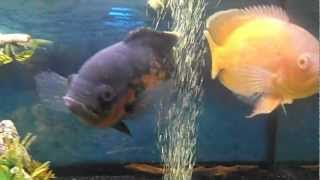 grossi ciclidi,arowana,razze squalo bamboo oscar flower horn,