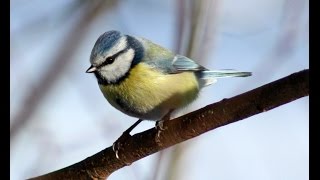 Cyanistes caeruleus | Лазоревка обыкновенная (синица)