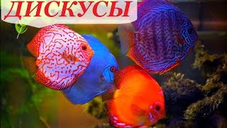 Дискусы в аквариуме, содержание дискусов и уход, разведение, совместимость, чем кормить.
