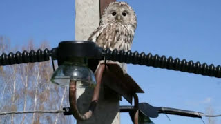 Птицы против воздушных ЛЭП (Bird against overhead lines)