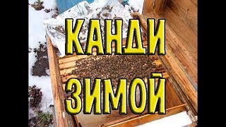 Подкормил пчел 28.01.2018. Канди. Подкормка пчел зимой. Канди для пчел. Зимовка пчел