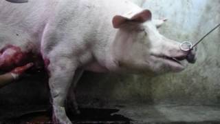 Не для слабонервных (вскрытие нарыва) Not for the faint of heart (opening abscess )