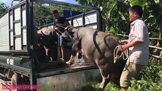 Mua Trâu Trên Bản Vùng Cao , Đi Bán Trâu Trên Bản Vùng Cao