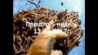 Разведение дендробены из коконов. Прошло 5 недель. 12. 12. 2017г.