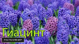 Гиацинт условия ухода до цветения / Hyacinth care conditions before flowering