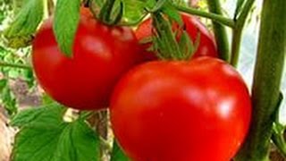 ОГОРОД на подоконнике ЗИМОЙ! Сажаем томаты, перец и зелень