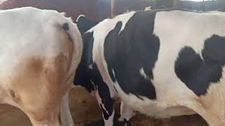 শত ভাগ জাত সম্পন্ন ৫ টি বকনা বাছুর বিক্রি হবে।। 01793-096194